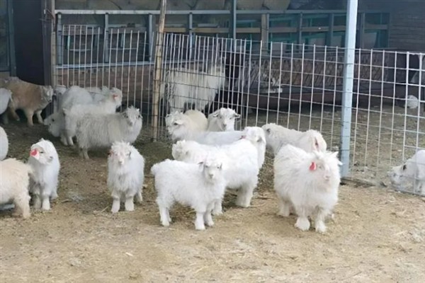 羔羊瘫软如何防治，发病后及时治疗