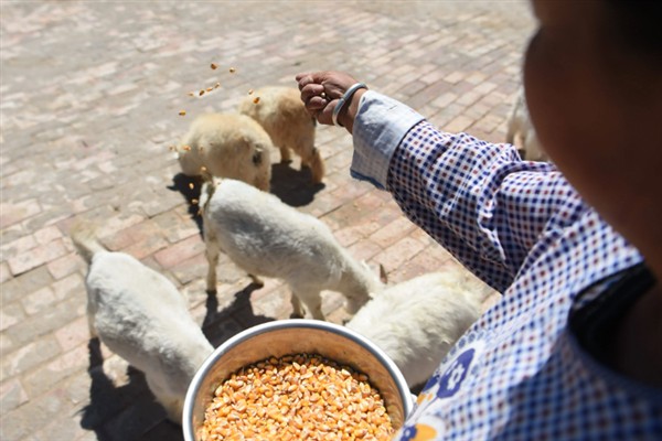 羔羊瘫软如何防治，发病后及时治疗