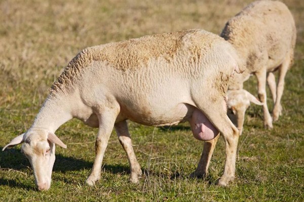 羔羊瘫软如何防治，发病后及时治疗