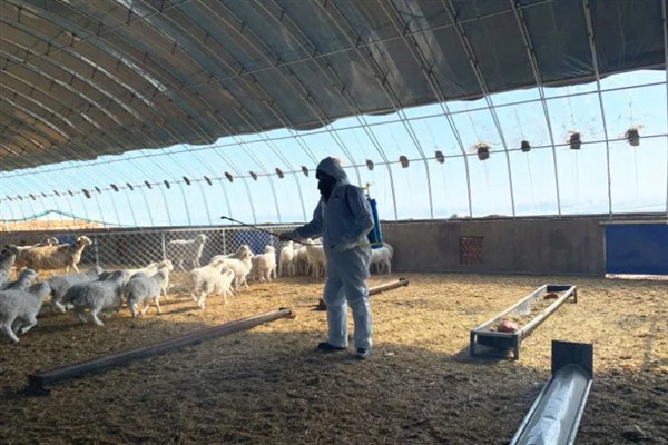 羔羊瘫软如何防治，发病后及时治疗