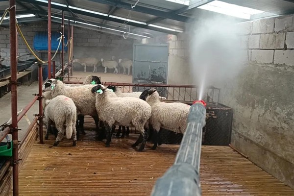 羔羊瘫软如何防治，发病后及时治疗