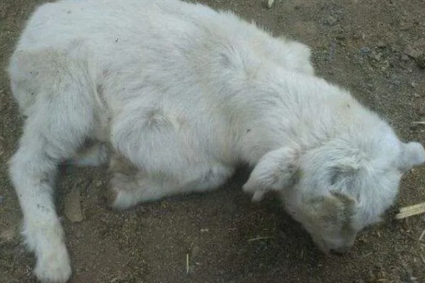 羔羊瘫软如何防治，发病后及时治疗