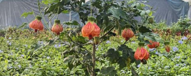 金铃花盆栽怎么养殖，花期每隔3-5天浇一次水