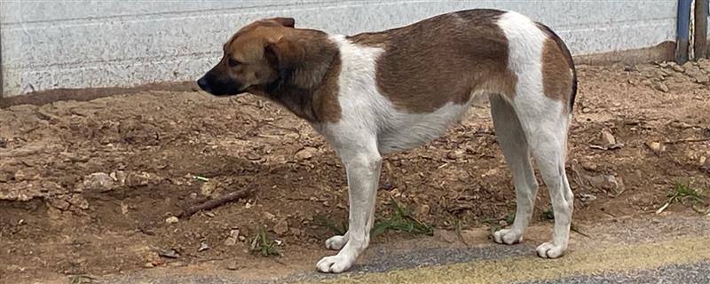 犬猫髋关节发育异常有什么症状，关节周围的软组织会变得松弛