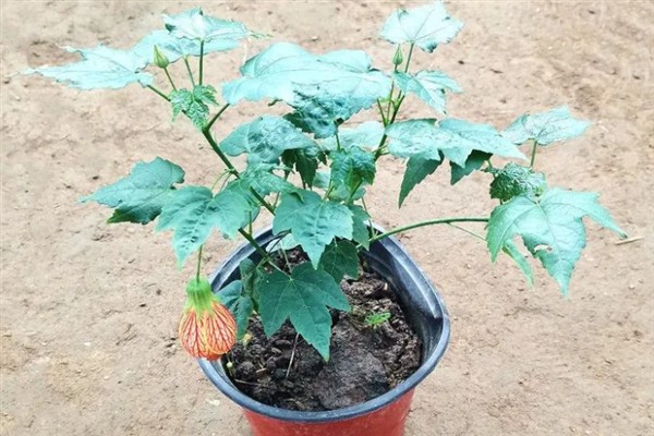 金铃花盆栽怎么养殖,花期每隔3-5天浇一次水