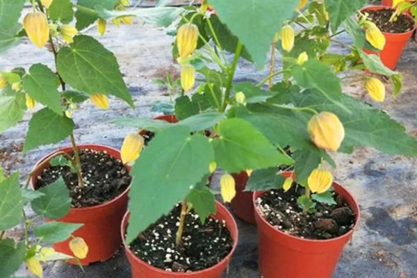 金铃花盆栽怎么养殖,花期每隔3-5天浇一次水