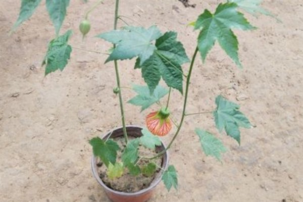 金铃花盆栽怎么养殖,花期每隔3-5天浇一次水