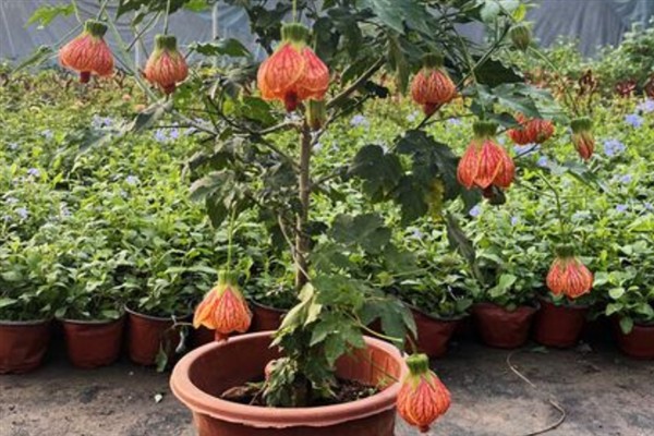 金铃花盆栽怎么养殖,花期每隔3-5天浇一次水