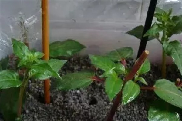 金铃花盆栽怎么养殖,花期每隔3-5天浇一次水