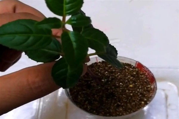 金铃花盆栽怎么养殖,花期每隔3-5天浇一次水