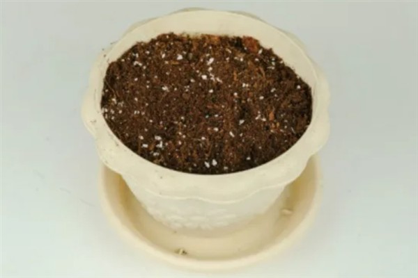 金铃花盆栽怎么养殖,花期每隔3-5天浇一次水