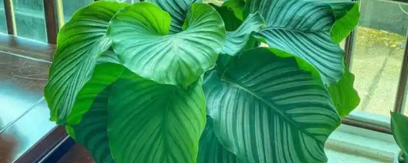 青苹果竹芋的换盆方法，根据植株大小来选择花盆