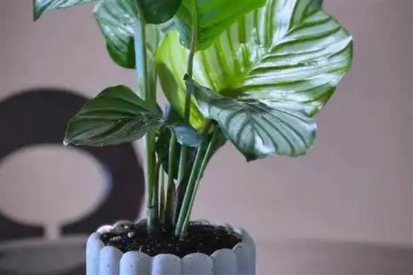 青苹果竹芋的换盆方法，根据植株大小来选择花盆