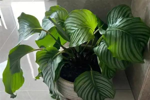 青苹果竹芋的换盆方法，根据植株大小来选择花盆