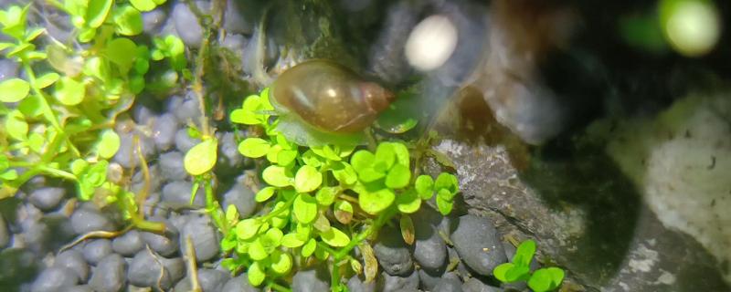 水草缸能不能养螺，以水草为食的螺类不宜饲养