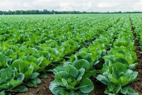 菜花零下多少度没事，菜花零下2℃没事