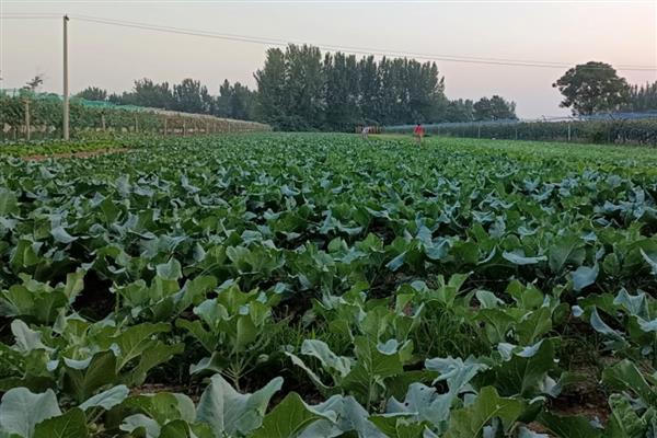 菜花零下多少度没事，菜花零下2℃没事