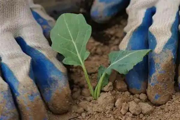 菜花零下多少度没事，菜花零下2℃没事