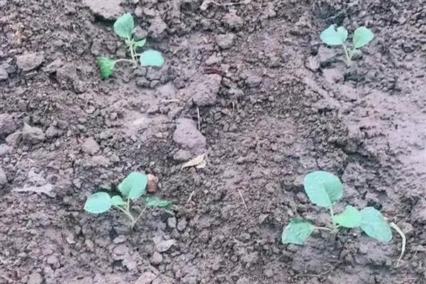 菜花零下多少度没事，菜花零下2℃没事