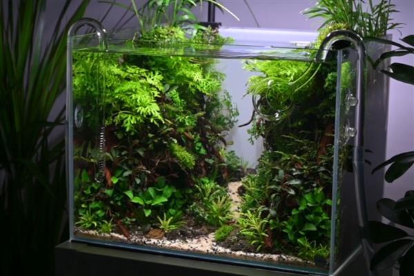 水草缸能不能养螺，以水草为食的螺类不宜饲养