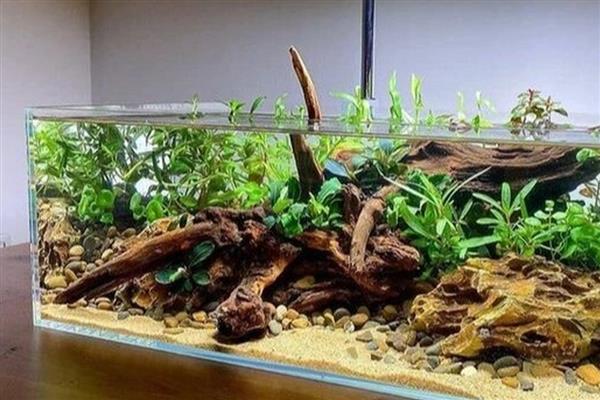 水草缸能不能养螺，以水草为食的螺类不宜饲养