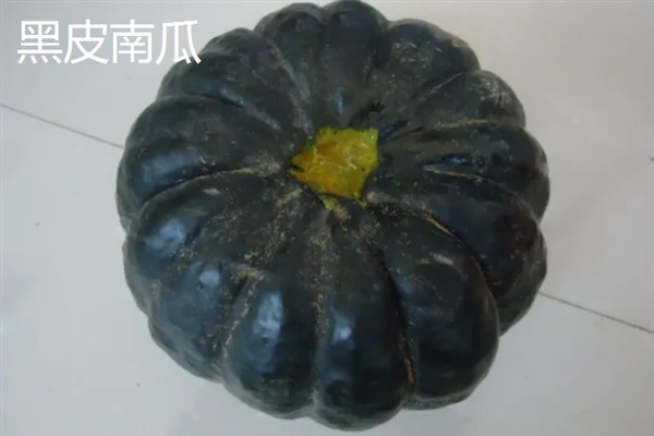 我国南瓜的主产地，主产于河南、甘肃、云南等省份