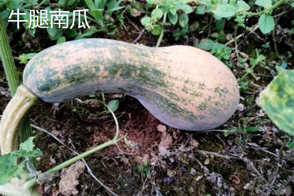 我国南瓜的主产地，主产于河南、甘肃、云南等省份