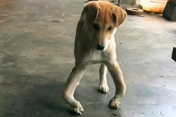 狗狗为什么会缺钙，可能是主食原因或长了寄生虫所致