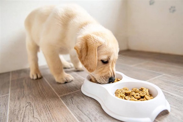 狗狗为什么会缺钙，可能是主食原因或长了寄生虫所致