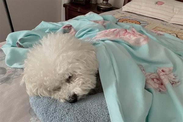 狗狗拉稀但精神很好的原因，可能是寄生虫或食物过敏所致