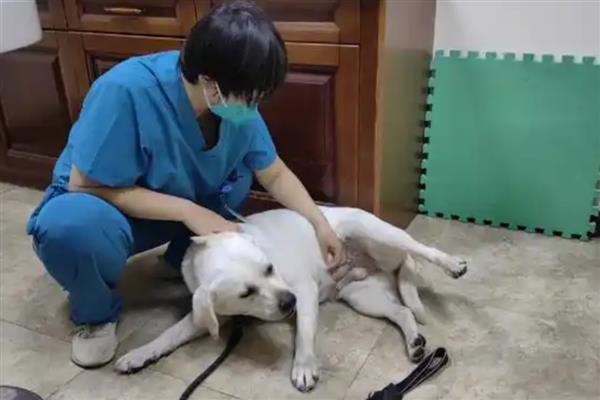 狗狗拉稀但精神很好的原因，可能是寄生虫或食物过敏所致