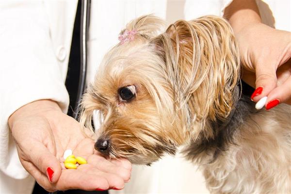 狗狗拉稀但精神很好的原因，可能是寄生虫或食物过敏所致