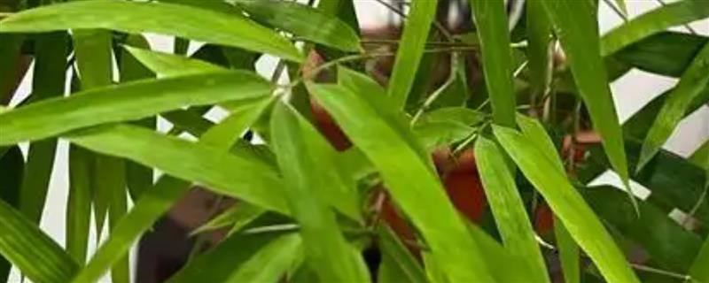 内门竹的养殖方法，施肥以稀薄的有机肥液为主
