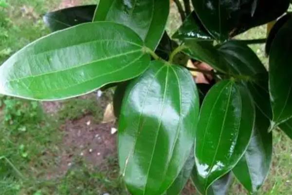 平安树烂根如何解决，根据发生原因采取对应措施