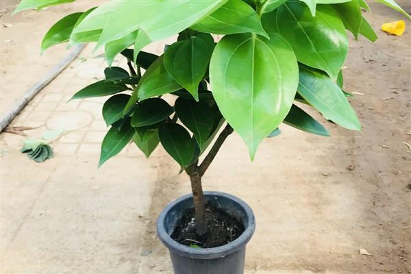 平安树烂根如何解决，根据发生原因采取对应措施