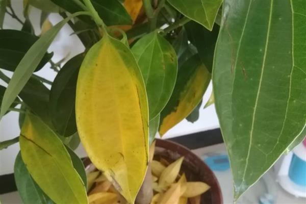 平安树烂根如何解决，根据发生原因采取对应措施