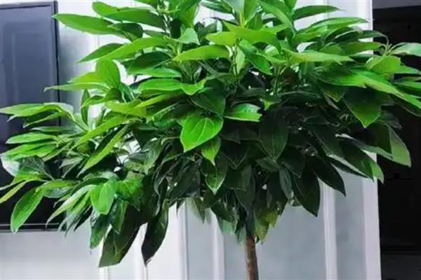 平安树烂根如何解决，根据发生原因采取对应措施