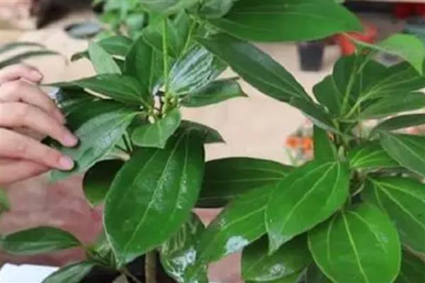 平安树烂根如何解决，根据发生原因采取对应措施