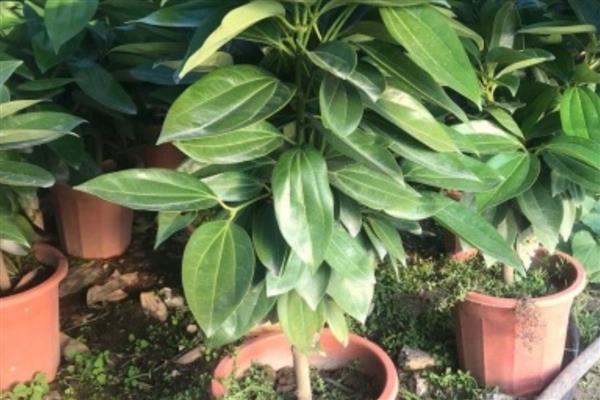 平安树烂根如何解决，根据发生原因采取对应措施