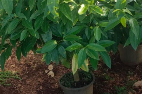 平安树烂根如何解决，根据发生原因采取对应措施