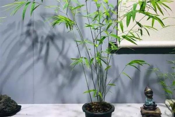 内门竹的养殖方法，施肥以稀薄的有机肥液为主