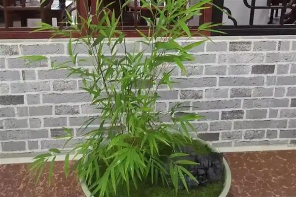 内门竹的养殖方法，施肥以稀薄的有机肥液为主