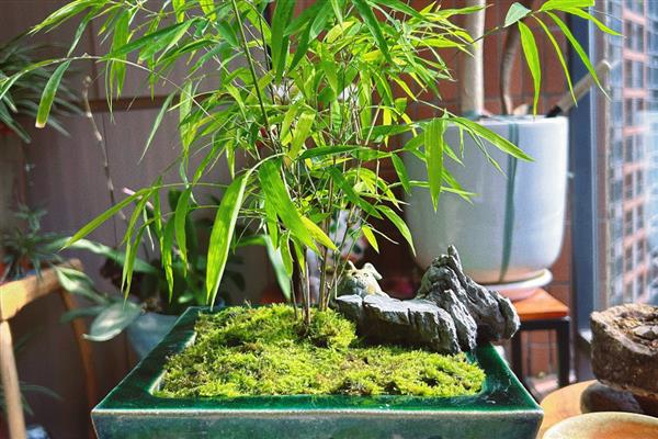 内门竹的养殖方法，施肥以稀薄的有机肥液为主