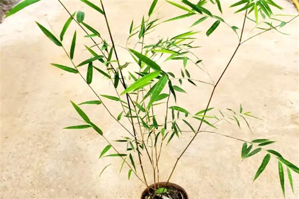 内门竹的养殖方法，施肥以稀薄的有机肥液为主