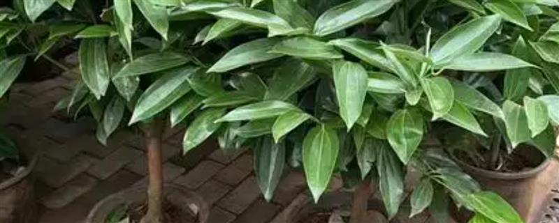 平安树烂根如何解决，根据发生原因采取对应措施