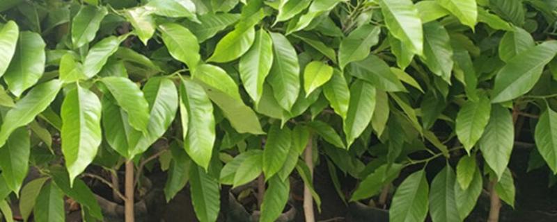 白兰花叶片发黄如何处理，缺少光照需养在阳台等光照充足的地方