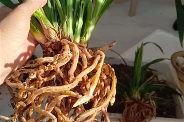 秋天怎么给兰花换盆，修剪根系经过消毒后再栽入新盆土中