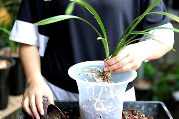 秋天怎么给兰花换盆，修剪根系经过消毒后再栽入新盆土中