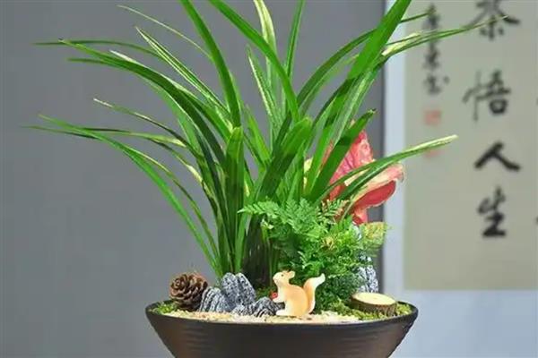 秋天怎么给兰花换盆，修剪根系经过消毒后再栽入新盆土中