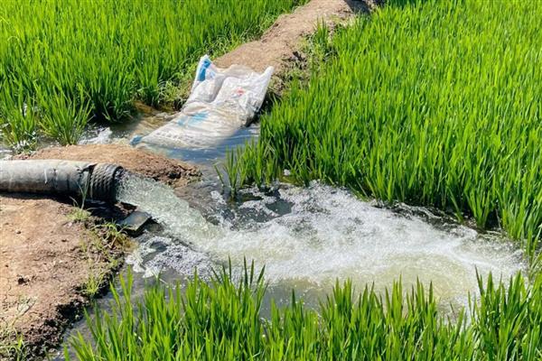 水稻适合种在壤土还是黏质土中，黏土具有更强的保水保肥能力